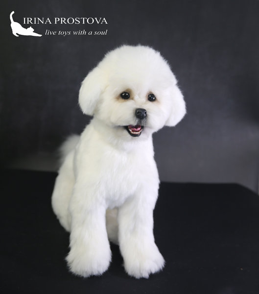 Full Grown Bichon Rescue Dogs Frise Rescue Bichon Frise Dogs For