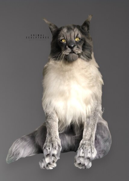 Maine Coons Most Popular Cat Breeds 2018 Maine Coon Cat Big Fluffy - Main Image