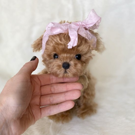 Tiny Cute Miniature Puppies Mini Fawn Maltese Amigurumi Tiny