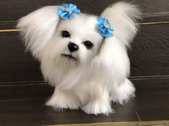 Dog Grooming Styles Maltese Bob Cut Cavachon Puppy First Haircut Shop