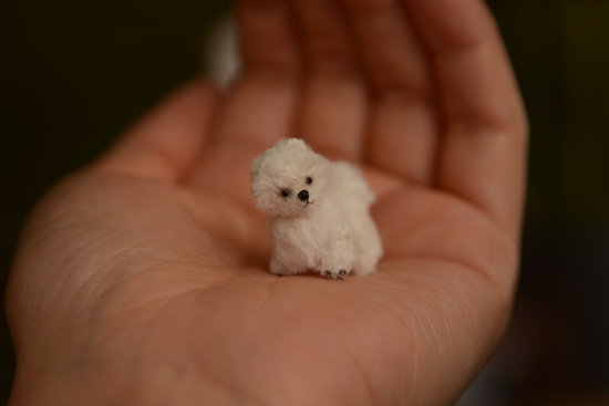 tiny white puppy