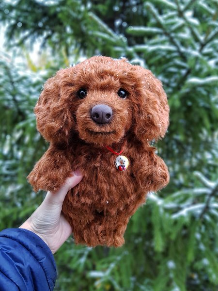 red fox poodle