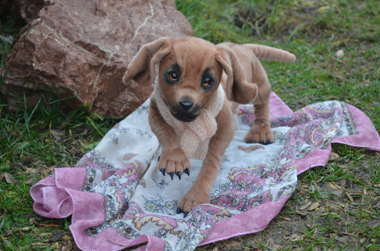 Rhodesian Ridgeback Chloe by Rushana Tim - Bear Pile