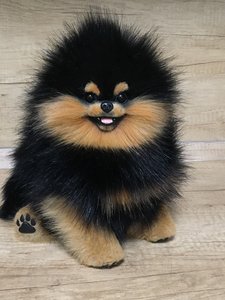 teddy bear black and tan pomeranian