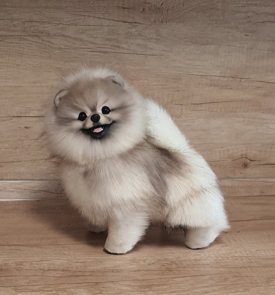 sable pomeranian