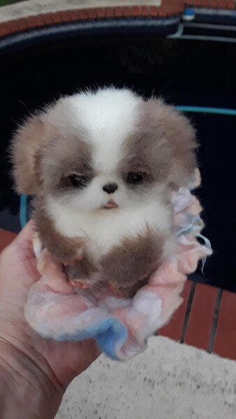 Puppies Boutique Micro Shih Tzu Puppies For Sale Shih Tzu Puppy