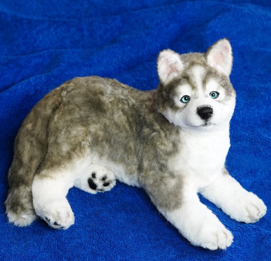 teddy bear husky puppies