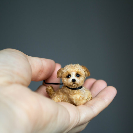 micro maltipoo