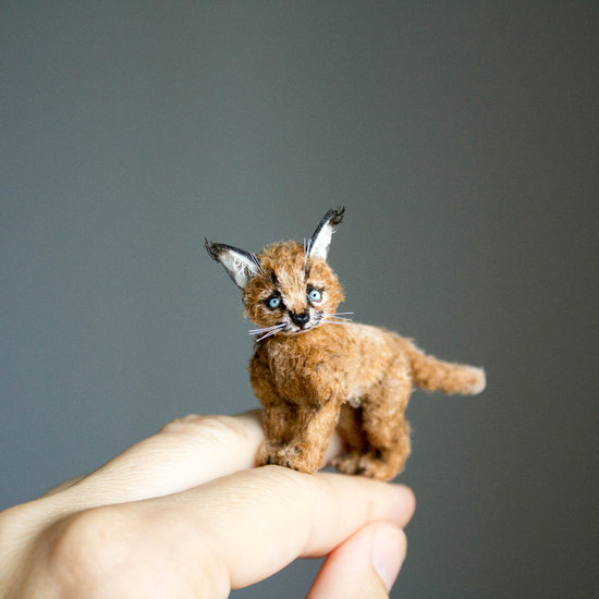 baby caracals