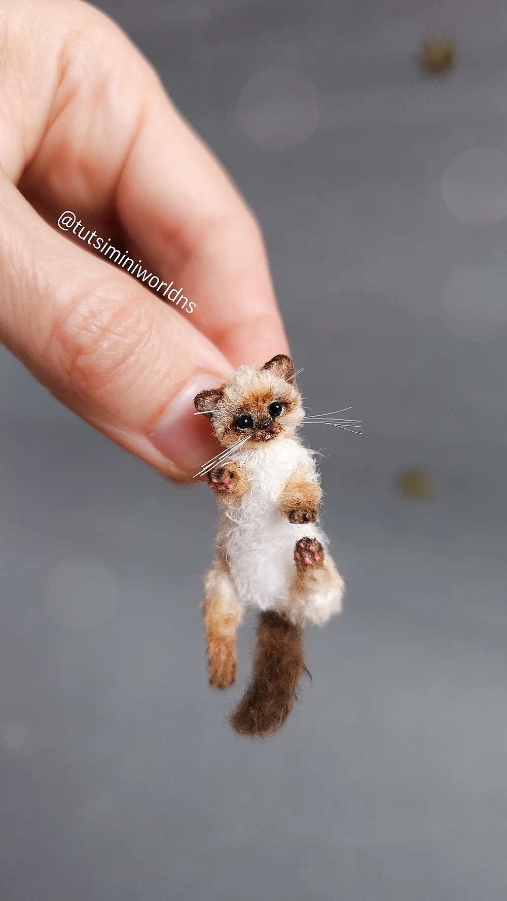 海外作家　シャム子猫ちゃん　ベルギー Lily Bear siam kitten 海外作家 シャム子猫ちゃん ベルギー Lily Bear siam kitten 海外作家