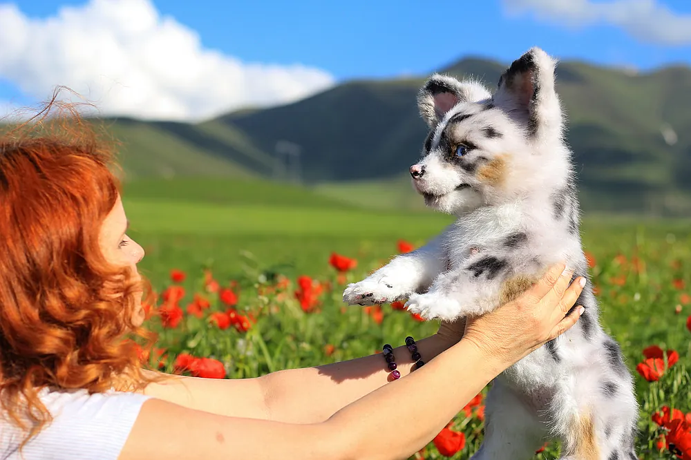 Corgi Puppy Zephyr by Naumova Olga - Bear Pile