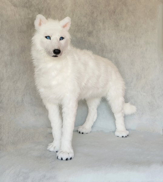 white wolf plush
