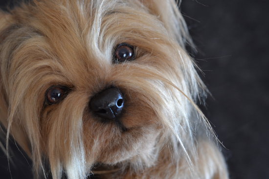 Short Hair Miki Dog Yorkshire Terrier Miki By Warm Palms Bear Pile