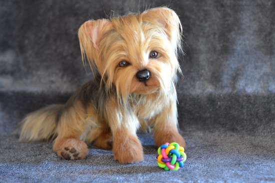 Smooth Coat Miki Dog Short Hair Miki Dog Big Low Shedding