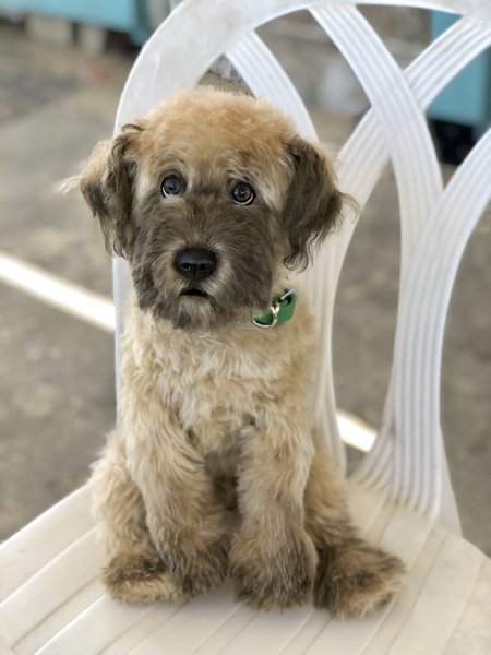 Wheaten Terrier Terrier Haircuts Wheaten Terrier Teddy Bear