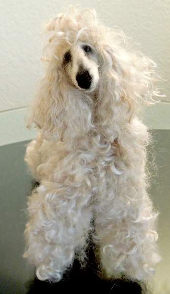 champagne poodle