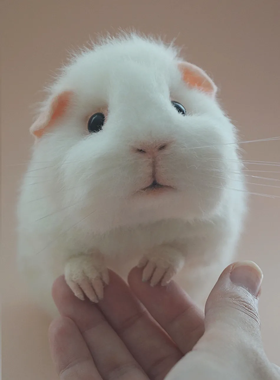Photo inspiration: Guinea Pigs And Sugar Combination Reference: Guinea Pig Sugar By Tanya Reshetniakova