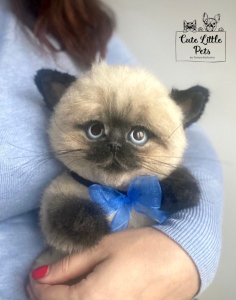 Black Persian Siamese Himalayan Kittens For Sale Seal Lynx Point