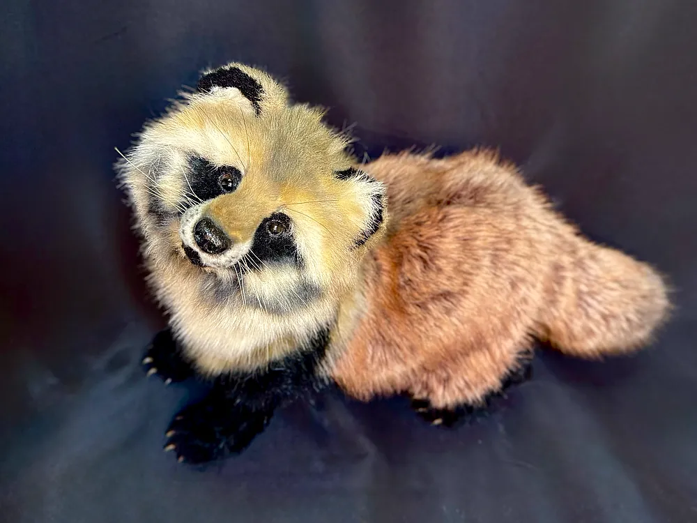 Raccoon dog by Naco* Bear Pile