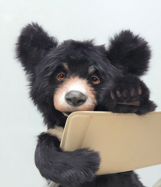 spectacled bear plush