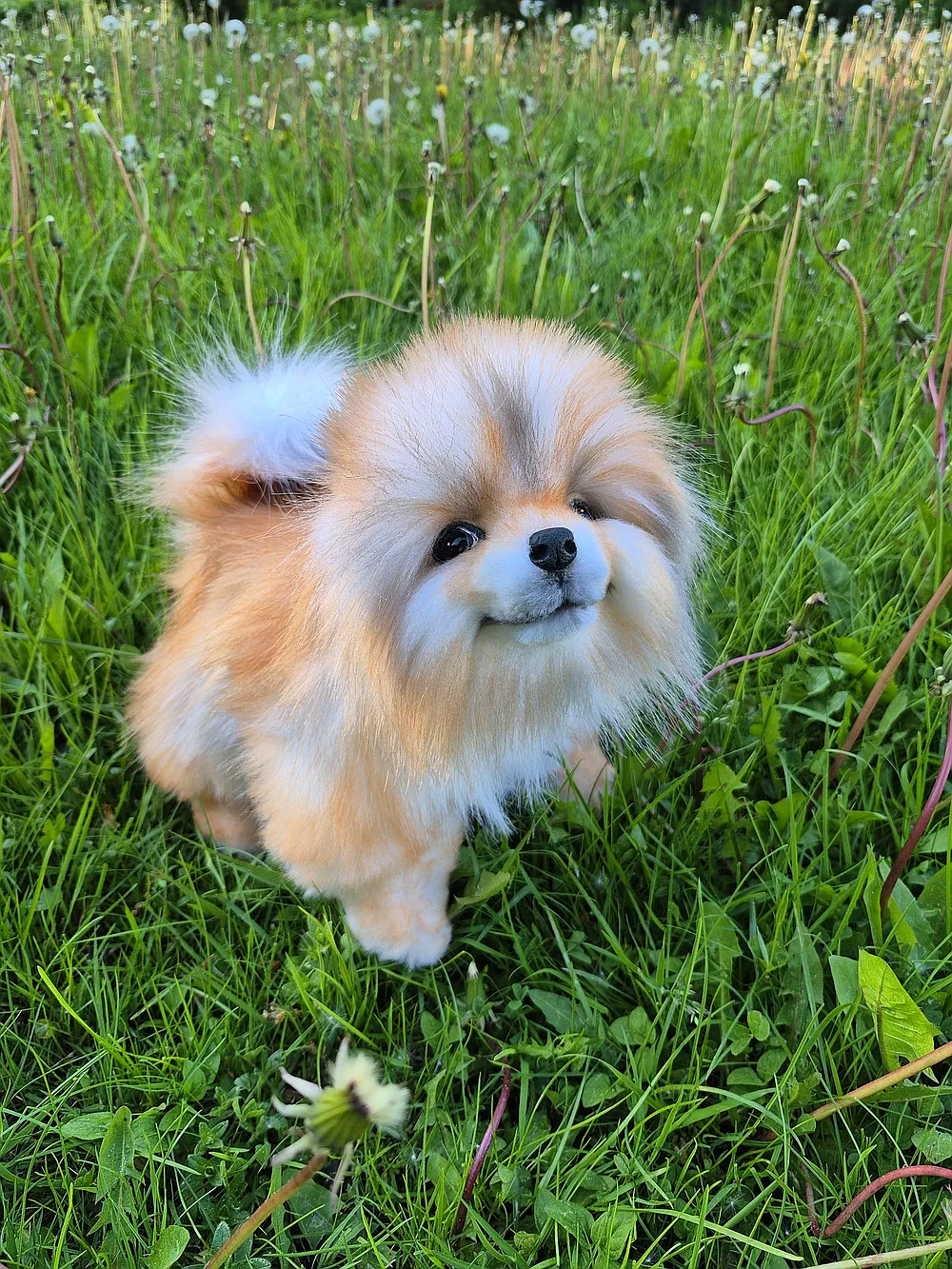 Beaver Red Nose Pomeranian Pomeranian Puppy By Victoria
