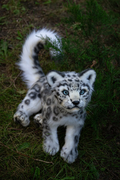 fluffy❄︎snow 🔥 a beautiful Snow Leopard : r/NatureIsFuckingLit