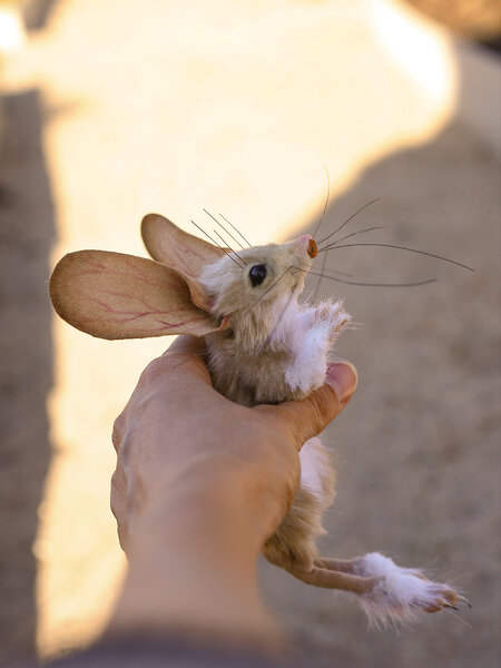 Long - eared Jerboa by Tatyana Zubareva - Bear Pile