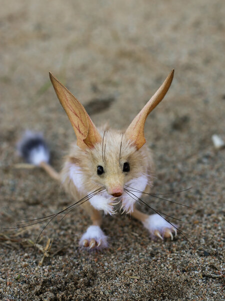 Long - eared Jerboa by Tatyana Zubareva - Bear Pile