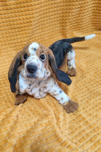 Hound Rescue Bloodhound Basset Hound Mix Puppies For Sale Basset