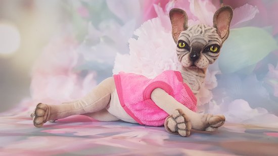 reborn sphynx cat