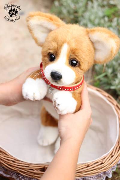Puppy Welsh Corgi Pembroke Kelly order by Evgeniya and Igor