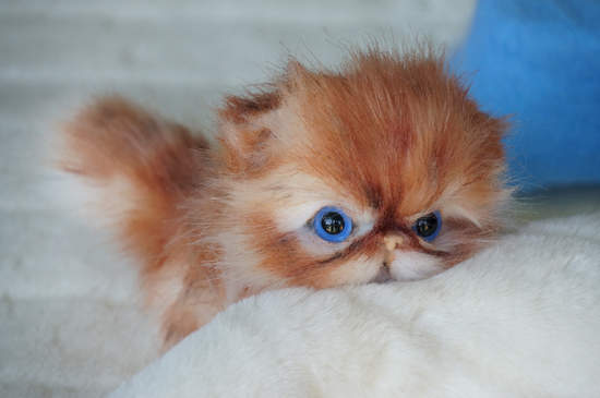 kitten Kapitoshka by Tsybina Natalia. - Bear Pile