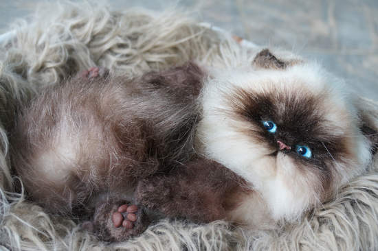 Lynx Ragdoll Chocolate Lynx Point Himalayan Lynx Point Ragdoll New