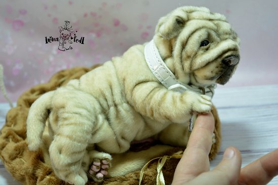 shar pei newborn