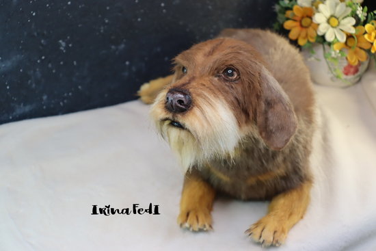 Miniature Wirehaired Chocolate And Tan Wirehaired Dachshund