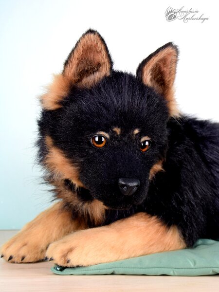 German shepherd puppy by Anastasia Maslovskaya Bear Pile
