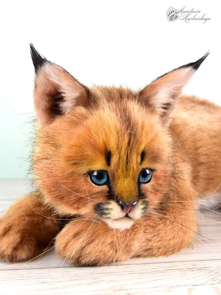 Cute Caracal Pet Caracal For Sale In The City Of Aarhus (Denmark
