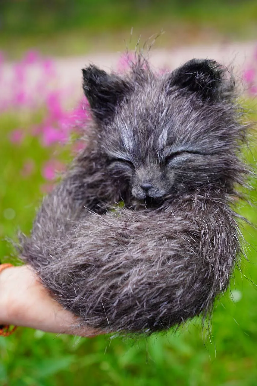 Night foxy by Asel Rin - Bear Pile