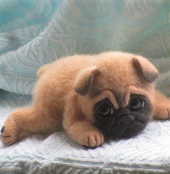 small baby pug