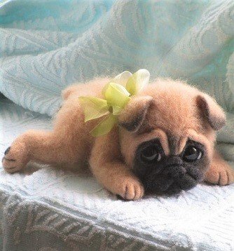 small baby pug