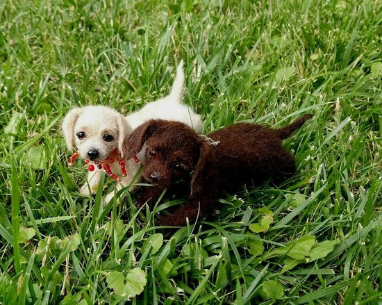 miniature chocolate labrador