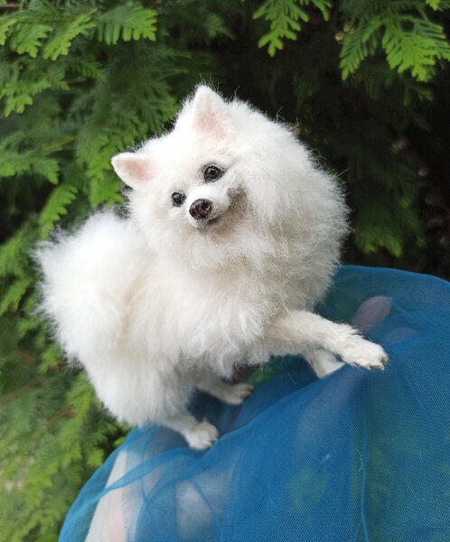 Miniature Eskimo Dog Dog Breed Life Expectancy Of American Eskimo