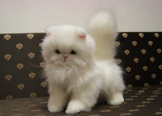 Persian Kitten White By Natalia Bear Pile