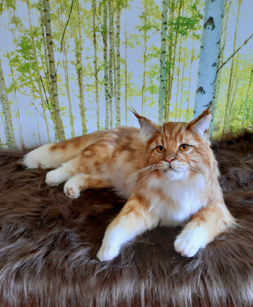 Copper Maine coon by Bogacheva Olga - Bear Pile