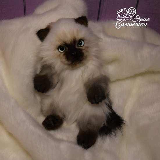 ragdoll cat teddy
