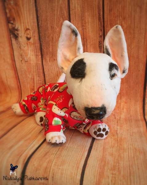 moose the bull terrier