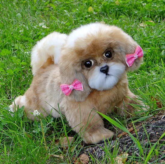 dog with pink bow
