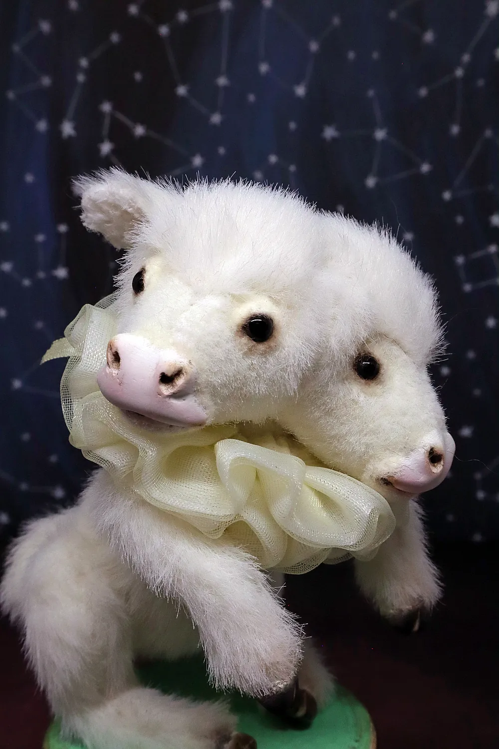 Topsy-Turvy the Two-Headed Calf by Marina Blakytna - Bear Pile