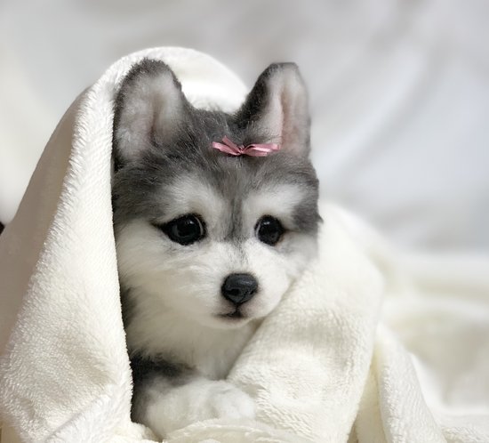 pomsky stuffed animal