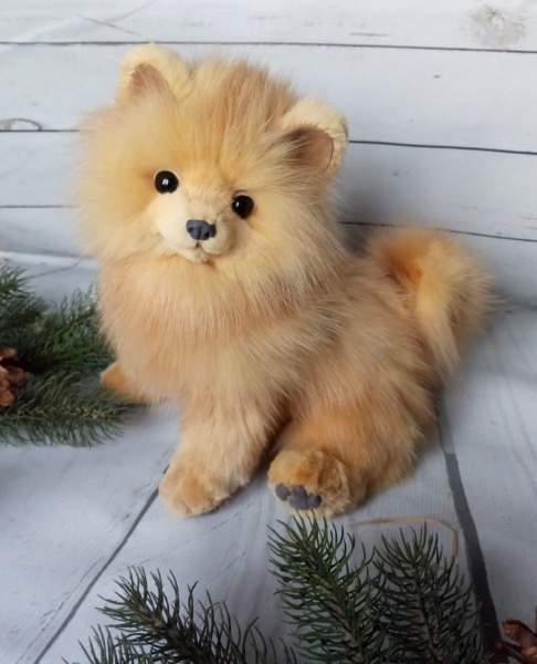golden spitz